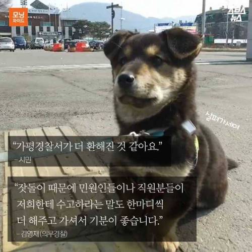 잣 크러시 가평 경찰.jpg