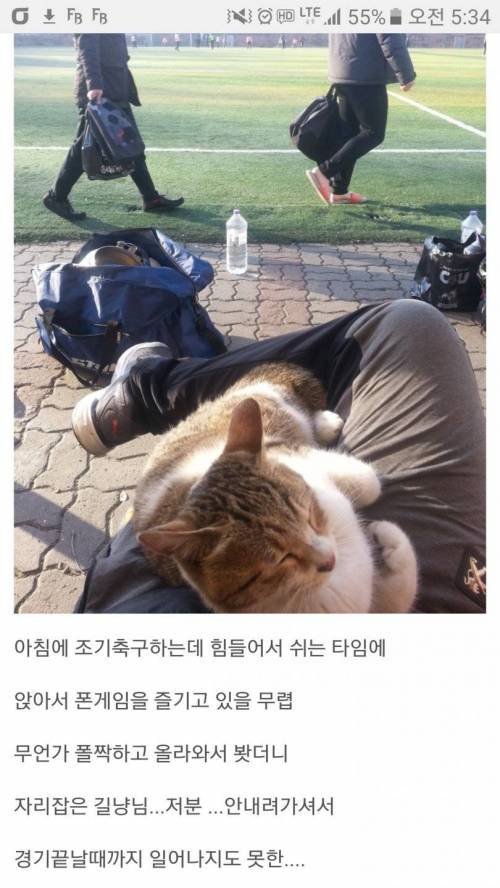 넉살좋은 냥이.jpg