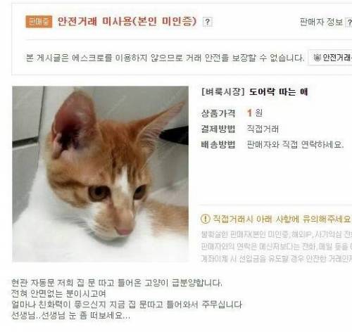 고양이 분양합니다.jpg