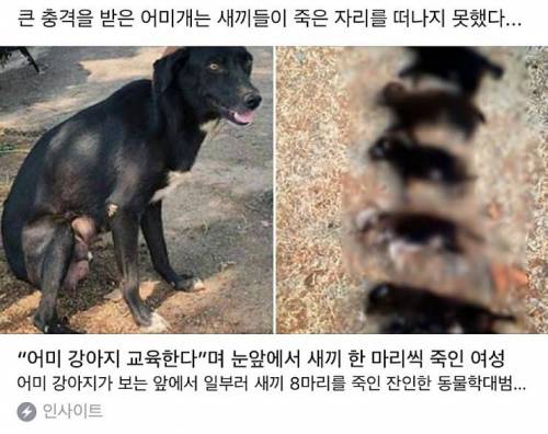 짐승보다 못한 동물학대범