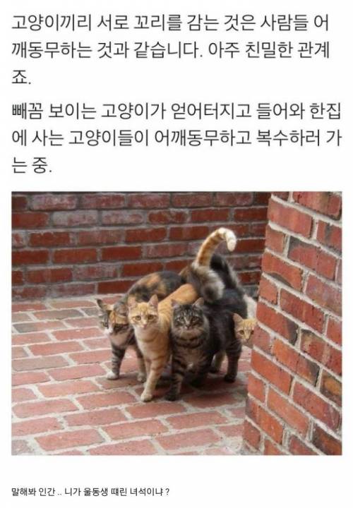 고양이 어깨동무.jpg