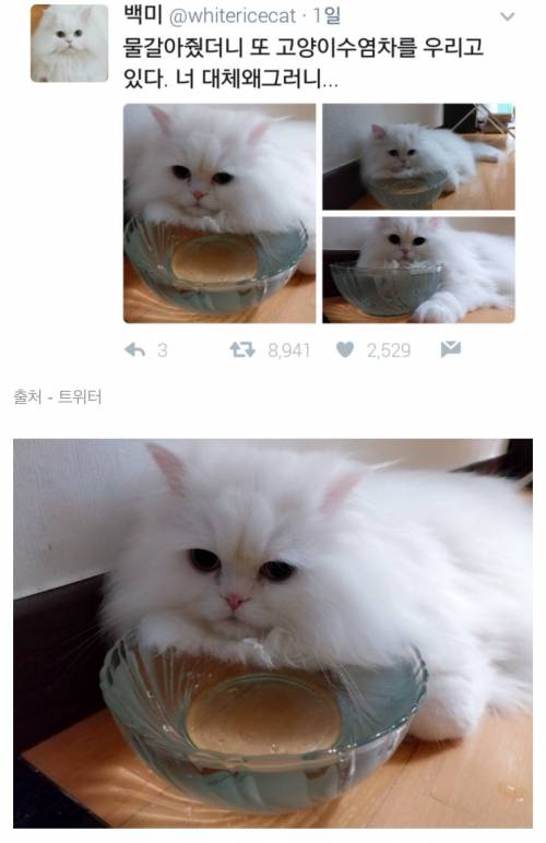 고양이들의 일상.jpg