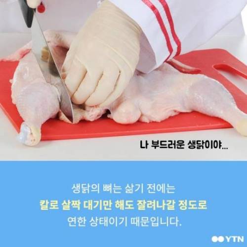 개가 닭뼈 먹으면 죽는다?