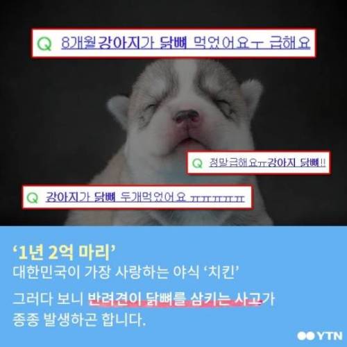 개가 닭뼈 먹으면 죽는다?