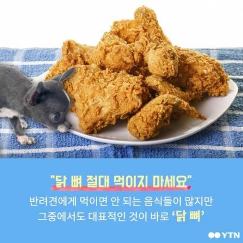 개가 닭뼈 먹으면 죽는다?