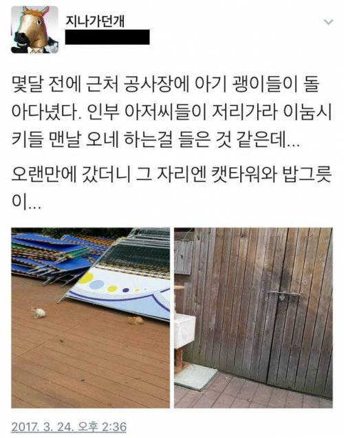 공사장 기웃거리던 고양이