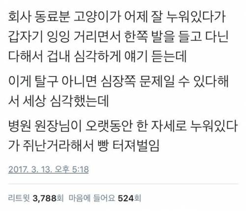 고양이가 갑자기 한쪽 다리를 들고 다녀서 병원 갔는데.twt