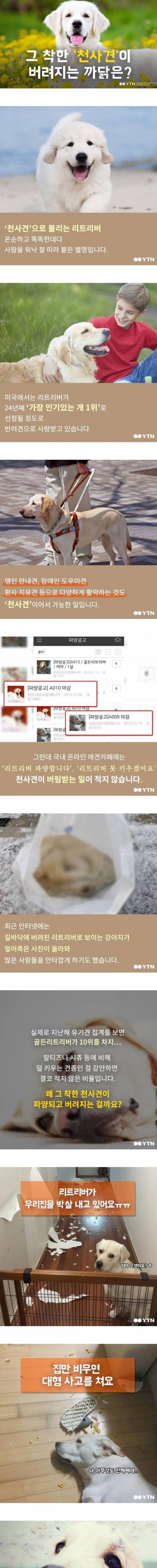 그 착한 '천사견'이 버려지는 까닭은?