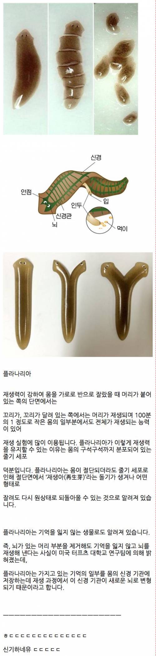 신비의 생물.jpg