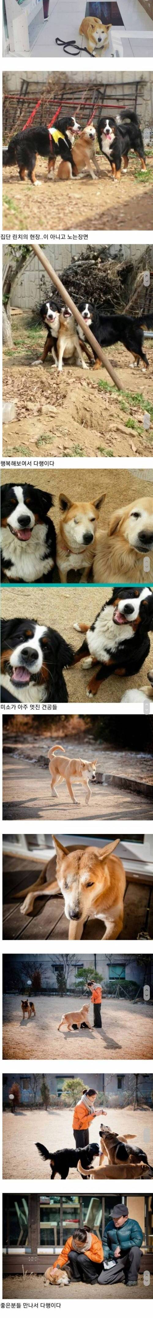 동물농장에 소개된 학대견 황구 근황