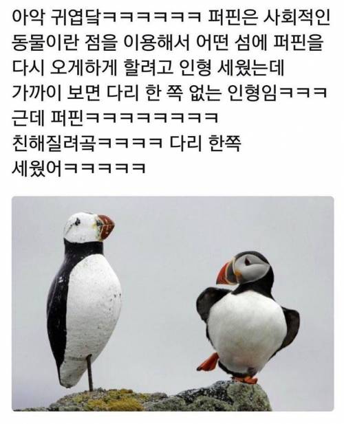 억울해 보이는 새 근황