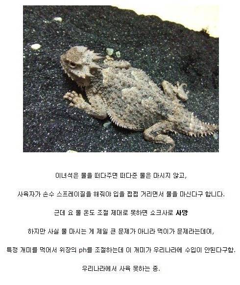 난이도 최상급 애완동물들