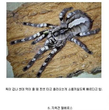 난이도 최상급 애완동물들