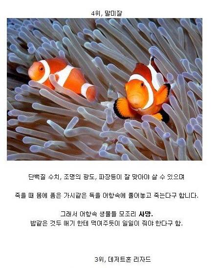 난이도 최상급 애완동물들