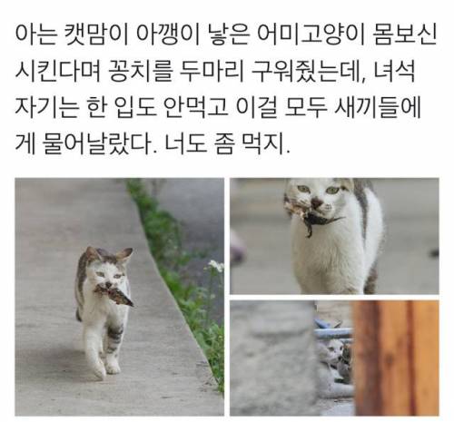 새끼낳은 어미고양이에게 꽁치를 구워주자