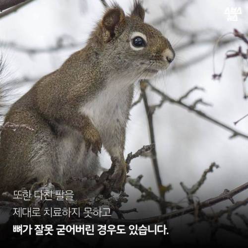 '다람쥐 마블설'의 진실 ..