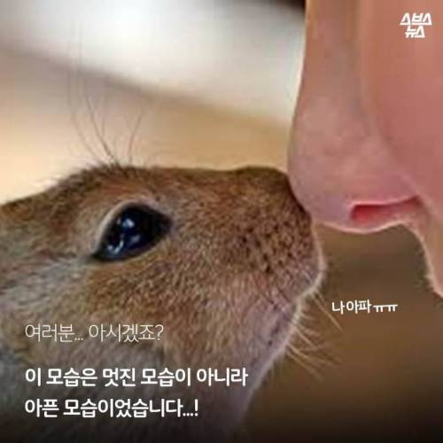 '다람쥐 마블설'의 진실 ..