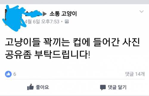 고양이 사진공유좀 해주세요