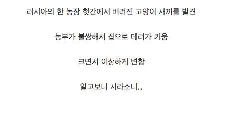 고양이 새끼들을 주워다 키웠더니