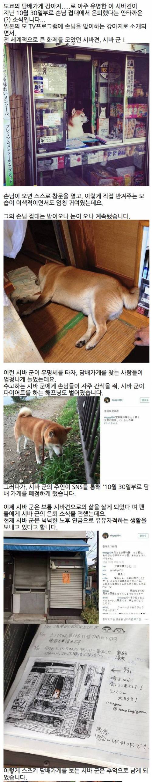 구멍가게에서 담배 팔던 시바견 은퇴 소식.jpg