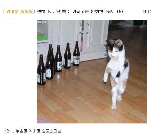 맥주 마시고 취하는 애들은 이해가 안 간다