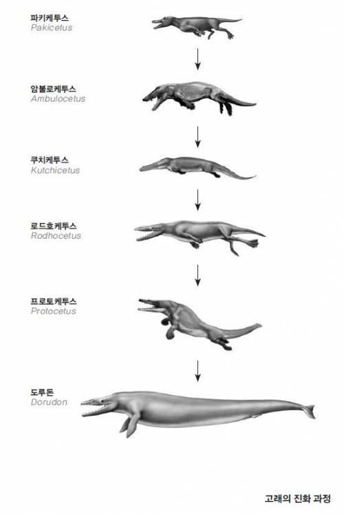 고래의 진화과정.jpg