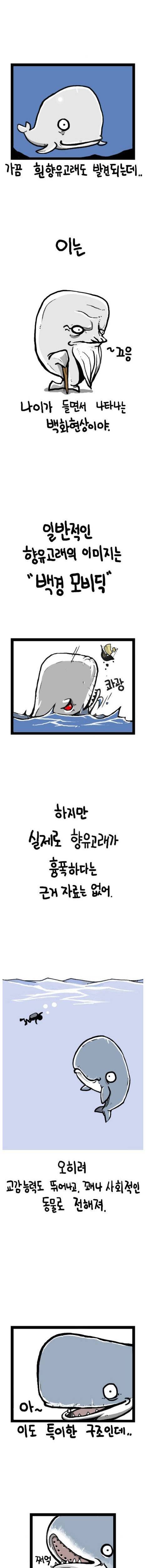 [스압]항유고래의 가치.jpg