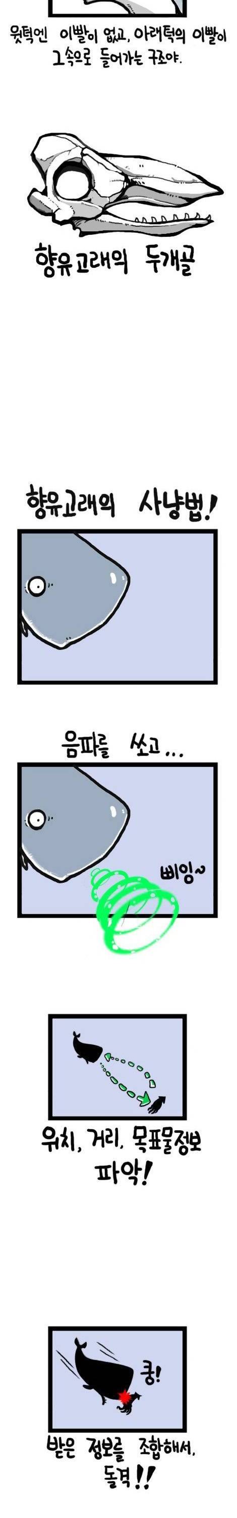 [스압]항유고래의 가치.jpg