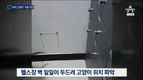 새끼 고양이 구출 작전.gif