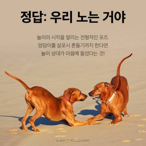 싸우는거니? 노는거니?