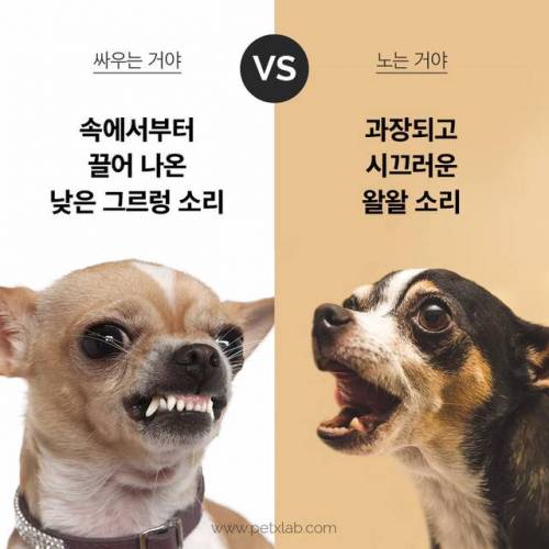 싸우는거니? 노는거니?