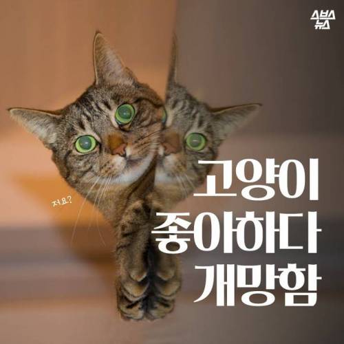 고양이 좋아하다 개망함.jpg