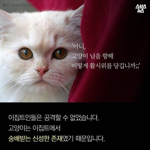 고양이 좋아하다 개망함.jpg