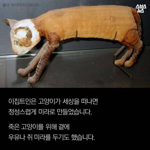 고양이 좋아하다 개망함.jpg