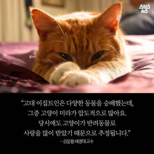 고양이 좋아하다 개망함.jpg