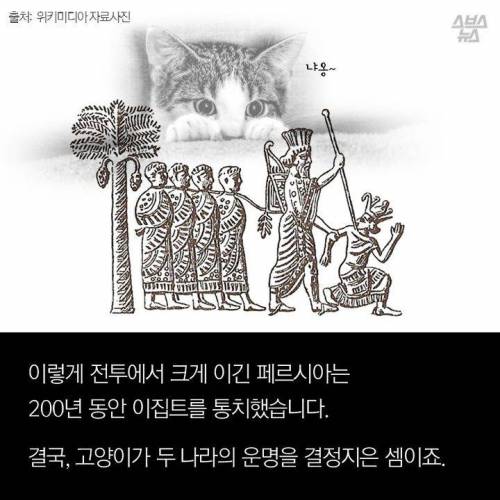 고양이 좋아하다 개망함.jpg