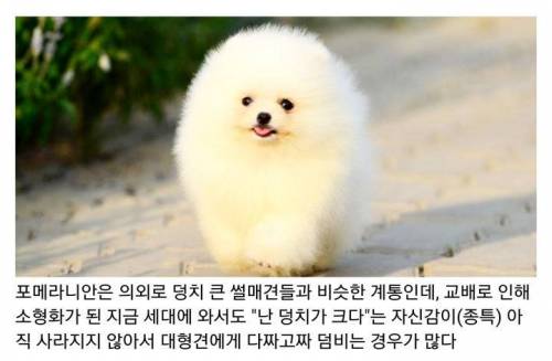 포메라니안이 잘 덤비는 이유