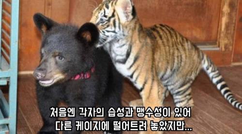 곰 사자 호랑이의 동거 이야기.jpg