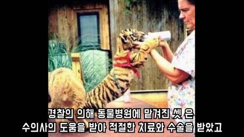 곰 사자 호랑이의 동거 이야기.jpg