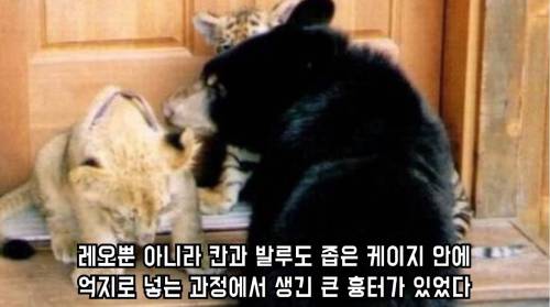 곰 사자 호랑이의 동거 이야기.jpg