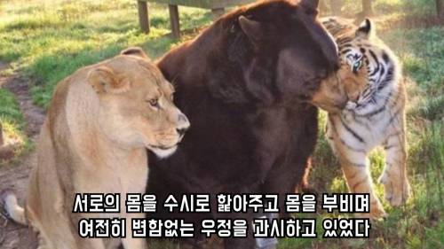 곰 사자 호랑이의 동거 이야기.jpg