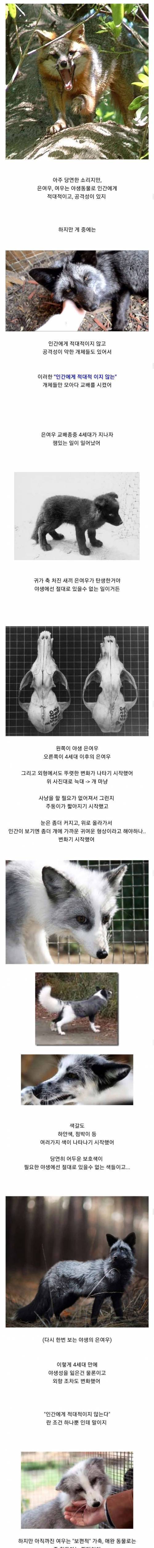 러시아의 은여우실험