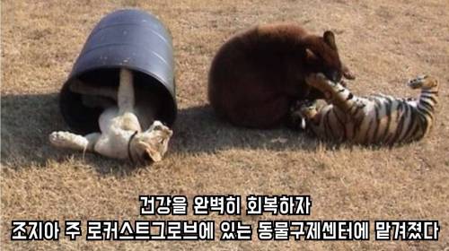 곰 사자 호랑이의 동거 이야기.jpg