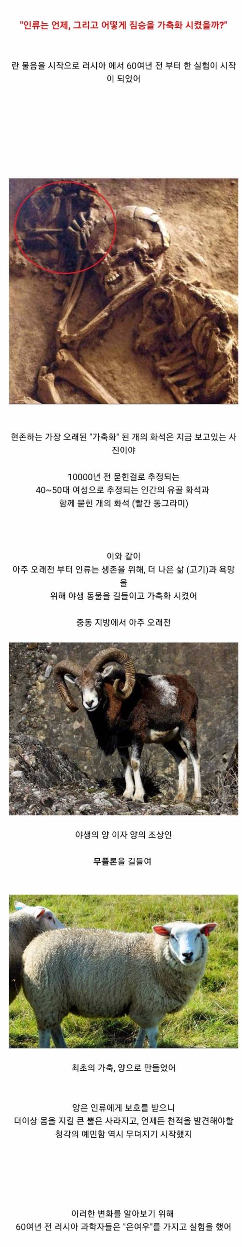 러시아의 은여우실험