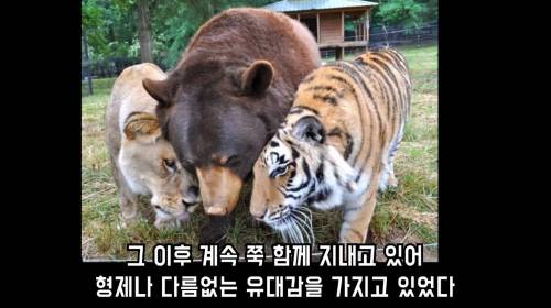 곰 사자 호랑이의 동거 이야기.jpg