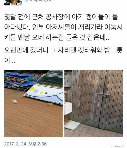 길고양이ㅅㅋ들 ㅈㄴ 귀찮게 구네