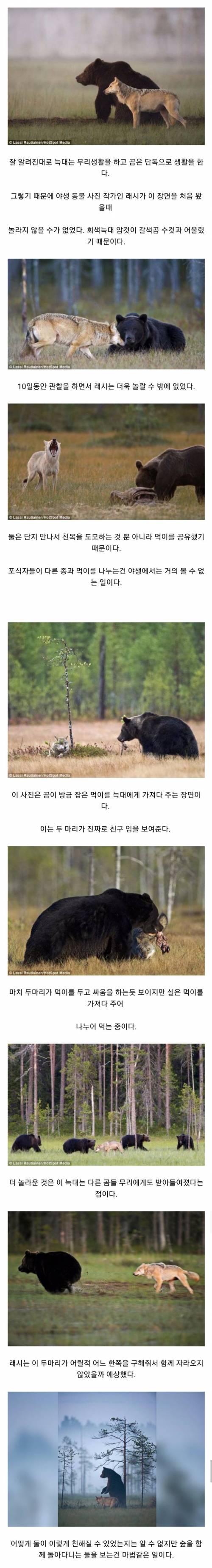 곰과 늑대.jpg