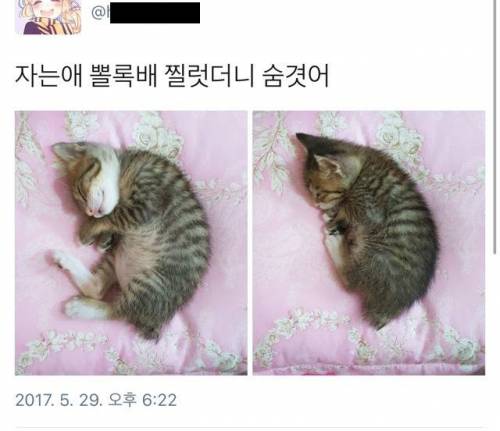 자는 애 뽈록 배를 찔렀더니