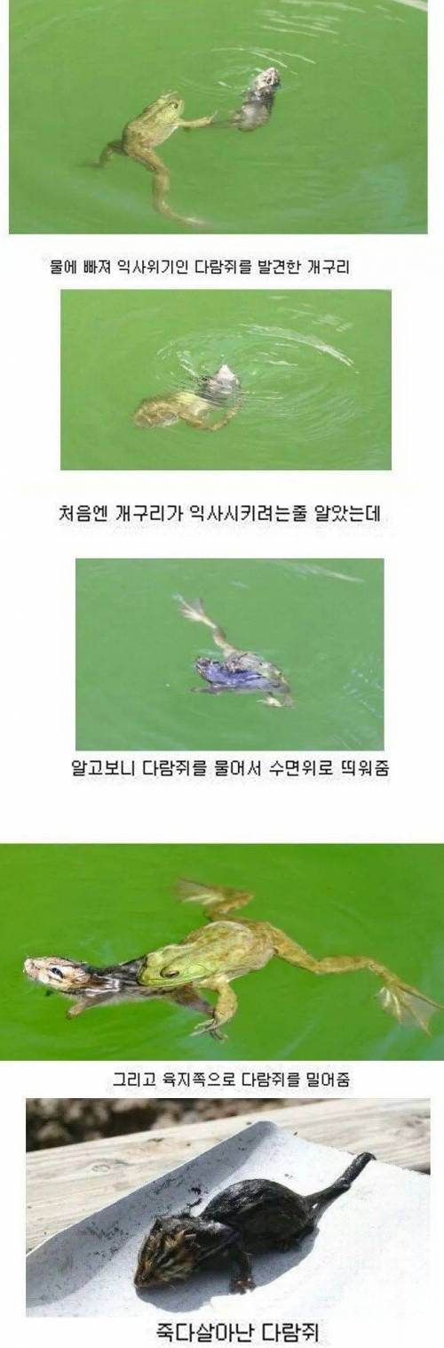 다람쥐를 구한 개구리.jpg