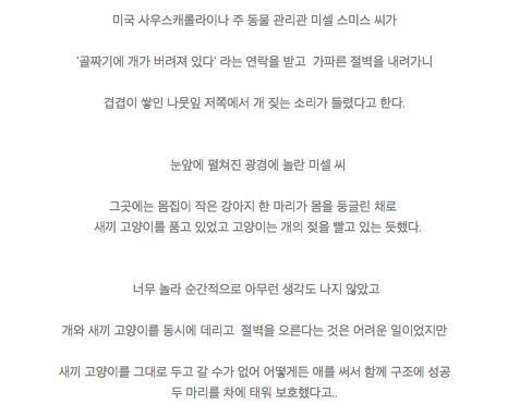 버려진 강아지가 새끼 고양이를 돌본 이야기